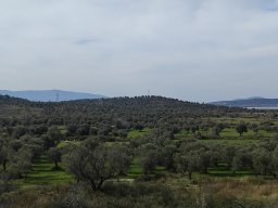 Vers_Apolonia